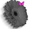 Flowers avatars