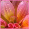 Flowers avatars