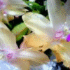 Flowers avatars