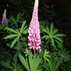 Flowers avatars