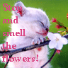 Flowers avatars