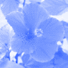 Flowers avatars