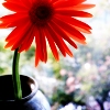Flowers avatars