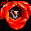 Flowers avatars