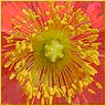 Flowers avatars