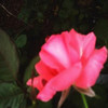 Flowers avatars