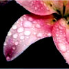 Flowers avatars