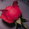 Flowers avatars