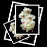 Flowers avatars