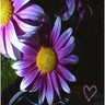 Flowers avatars