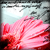 Flowers avatars