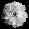 Flowers avatars