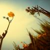 Flowers avatars