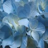 Flowers avatars
