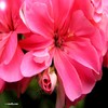 Flowers avatars