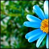 Flowers avatars