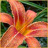 Flowers avatars