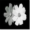 Flowers avatars