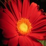 Flowers avatars