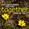 Flowers avatars