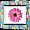 Flowers avatars