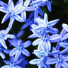 Flowers avatars