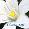 Flowers avatars