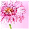 Flowers avatars