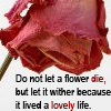 Flowers avatars