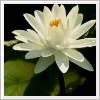 Flowers avatars