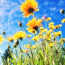 Flowers avatars