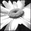 Flowers avatars