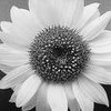 Flowers avatars