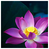 Flowers avatars