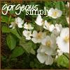Flowers avatars