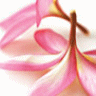 Flowers avatars