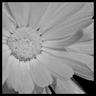 Flowers avatars
