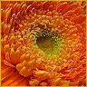 Flowers avatars