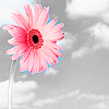 Flowers avatars