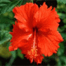 Flowers avatars