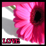 Flowers avatars