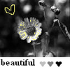 Flowers avatars