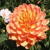 Flowers avatars