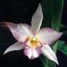 Flowers avatars