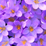 Flowers avatars