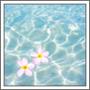 Flowers avatars
