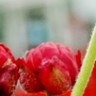 Flowers avatars