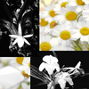 Flowers avatars
