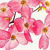 Flowers avatars