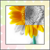 Flowers avatars